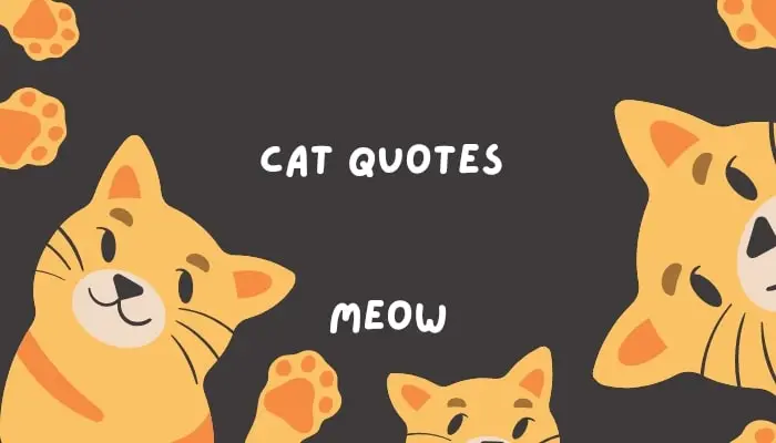 Cute Cat Quotes